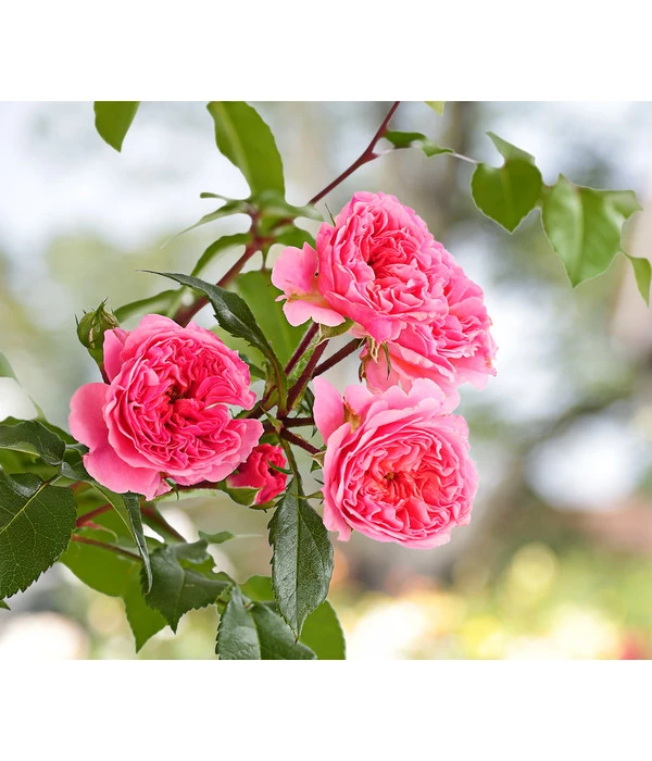 COURTYARD® Kletterrosen 1 COURTYARD® Kletterrosen