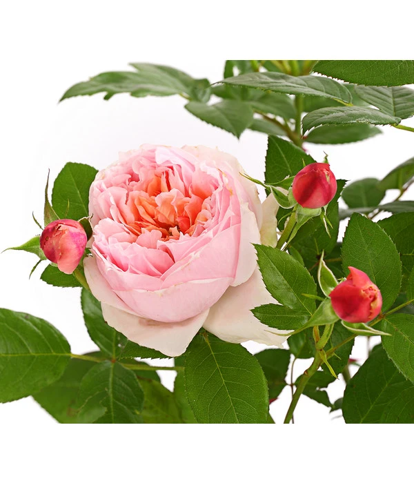 Edelrose 'Schöne Maid®' 1 Edelrose 'Schöne Maid®'