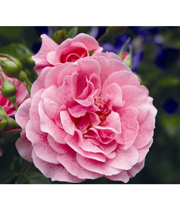 Kletterrose 'Camelot®' 1 Kletterrose 'Camelot®'