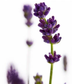 Duft-Lavendel 'Felice', 4er-Set -Deutschland Genussgarten Verkaufs-Shop 7805773 WE DE 001 Lavendel
