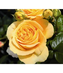 Edelrose 'Candlelight®', Stämmchen