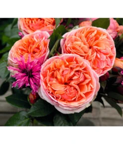 Edelrose 'Chippendale®' -Deutschland Genussgarten Verkaufs-Shop 7830284 BildD 002 EdelroseChippendaleChippendale