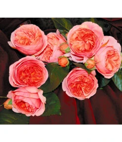 Edelrose 'Chippendale®'