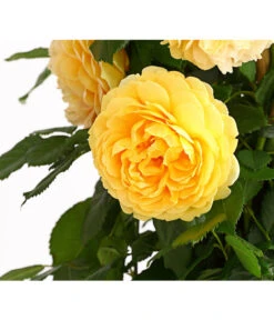 Englische Rosen -Deutschland Genussgarten Verkaufs-Shop 7842750 PR DE 001 EnglischeRosenDavidAustin6LiterGoldenCelebrationDehnerExpressHerzig