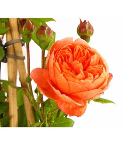 Englische Rosen -Deutschland Genussgarten Verkaufs-Shop 7842750 PR DE 001 EnglischeRosenDavidAustin6LiterSommerSongDehnerExpressHerzig