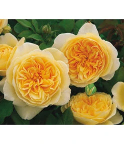 Englische Rosen -Deutschland Genussgarten Verkaufs-Shop 7842750 PR MO 003 EnglischeRoseTeasingGeorgiaGelbRet