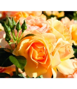 Beetrose 'Hansestadt Rostock®' -Deutschland Genussgarten Verkaufs-Shop 7866569 PR FS 001 BeetroseHansestadtRostockRet