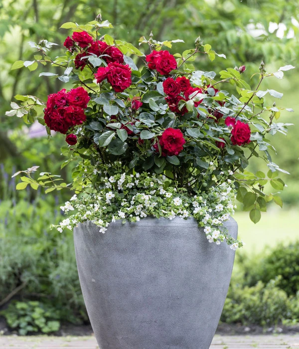 Beetrose 'Montana®' 2 Beetrose 'Montana®' – Bild 2