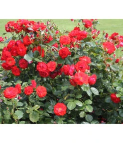 Beetrose 'Montana®'