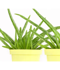 Echte Aloe - Aloe Vera, 2er-Set 4 Echte Aloe - Aloe Vera, 2er-Set -Deutschland Genussgarten Verkaufs-Shop 7976210 WE DE 001 AloeVeraSweetAloeBarbadensisMiller2PflanzenDehnerExpressHerzig