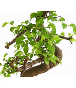 Bonsai Chinesische Ulme - Ulmus Parviflora, Anfänger-Set -Deutschland Genussgarten Verkaufs-Shop 7977085 WE DE 001 GeschenksetBonsaiChinesischeUlmeUlmusParviflora6JahreDehnerExpressHerzig