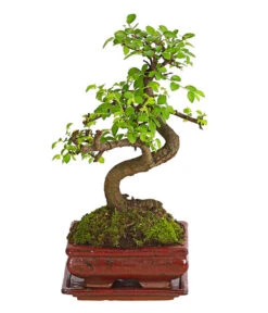 Bonsai Chinesische Ulme - Ulmus Parviflora, Anfänger-Set -Deutschland Genussgarten Verkaufs-Shop 7977085 WE FS 002 GeschenksetBonsaiChinesischeUlmeUlmusParviflora6JahreDehnerExpressHerzig