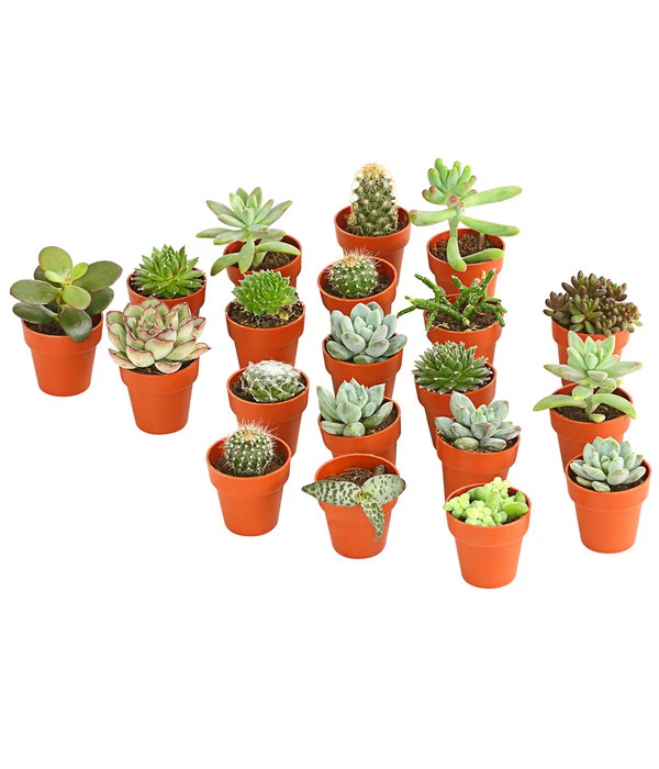 Mini Kakteen- & Sukkulenten-Set, Verschiedene Sorten, 20-teilig 1 Mini Kakteen- & Sukkulenten-Set, Verschiedene Sorten, 20-teilig