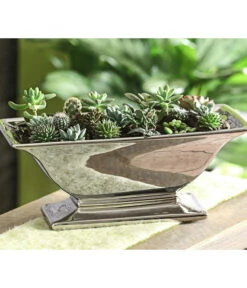 Mini Kakteen- & Sukkulenten-Set, Verschiedene Sorten, 20-teilig 4 Mini Kakteen- & Sukkulenten-Set, Verschiedene Sorten, 20-teilig -Deutschland Genussgarten Verkaufs-Shop 7977358 WE MO 005 MiniKakteenUndSukkulenten20erMix