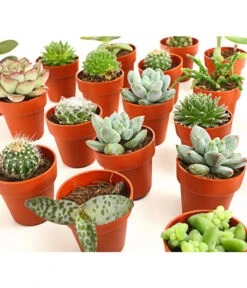 Mini Kakteen- & Sukkulenten-Set, Verschiedene Sorten, 20-teilig 5 Mini Kakteen- & Sukkulenten-Set, Verschiedene Sorten, 20-teilig -Deutschland Genussgarten Verkaufs-Shop 7977358 we DE 001 MiniKakteenUndSukkulenten20erMixDehnerExpressHerzig