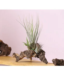 Tillandsien-Arrangement Auf Mopani-Wurzel - Tillandsia Hybride, 3-teilig -Deutschland Genussgarten Verkaufs-Shop 7977580 WE MO 001 TIllandsienAufMopaniwurzelXL3PflanzenDehnerExpressHerzig