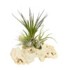 Tillandsien-Arrangement Auf Sansibar Rock - Tillandsia Hybride, 3-teilig