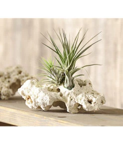 Tillandsien-Arrangement Auf Sansibar Rock - Tillandsia Hybride, 3-teilig -Deutschland Genussgarten Verkaufs-Shop 7977630 WE MO 001 TIllandsienAufSansibarRockXL3PflanzenDehnerExpressHerzig
