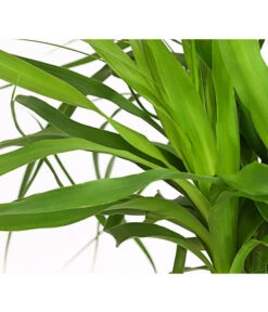 Elefantenfuß - Beaucarnea Recurvarta -Deutschland Genussgarten Verkaufs-Shop 7977754 PR DE 001 BeaucarneaElefantenfussT20StreckeDehnerExpressHerzig