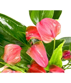 Flamingoblume - Anthurium Andreanum 'Lila Forino' 3 Flamingoblume - Anthurium Andreanum 'Lila Forino' -Deutschland Genussgarten Verkaufs-Shop 7978042 PR DE 001 AnthuriumAndreanumFlamingoblumeLilaFiorinoT12DehnerExpressHerzig