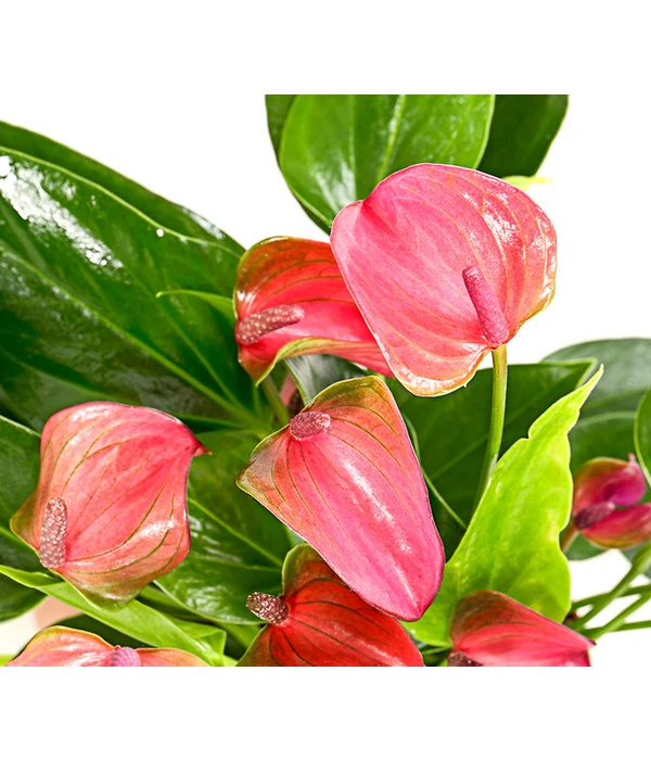Flamingoblume - Anthurium Andreanum 'Lila Forino' 2 Flamingoblume - Anthurium Andreanum 'Lila Forino' – Bild 2