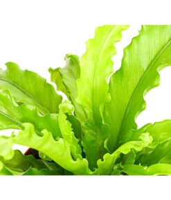 Farn-Set, Verschiedene Sorten, 3-teilig 11 Farn-Set, Verschiedene Sorten, 3-teilig -Deutschland Genussgarten Verkaufs-Shop 7978083 PR DE 001 Farn3erSetT12DehnerExpressHerzig