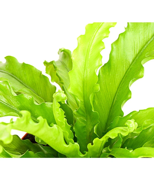 Farn-Set, Verschiedene Sorten, 3-teilig 5 Farn-Set, Verschiedene Sorten, 3-teilig – Bild 5