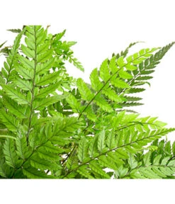 Farn-Set, Verschiedene Sorten, 3-teilig 12 Farn-Set, Verschiedene Sorten, 3-teilig -Deutschland Genussgarten Verkaufs-Shop 7978083 PR DE 002 Farn3erSetT12DehnerExpressHerzig
