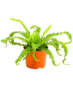 Farn-Set, Verschiedene Sorten, 3-teilig 9 Farn-Set, Verschiedene Sorten, 3-teilig -Deutschland Genussgarten Verkaufs-Shop 7978083 PR FS 001 Farn3erSetT12DehnerExpressHerzig