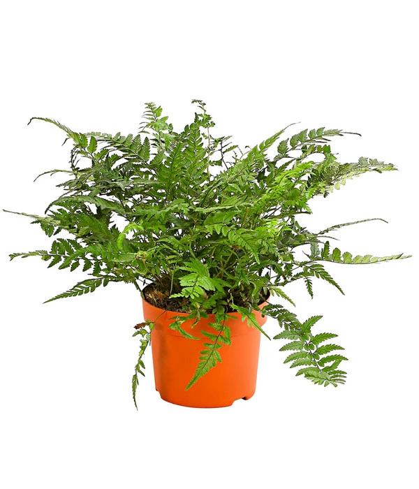 Farn-Set, Verschiedene Sorten, 3-teilig 2 Farn-Set, Verschiedene Sorten, 3-teilig – Bild 2