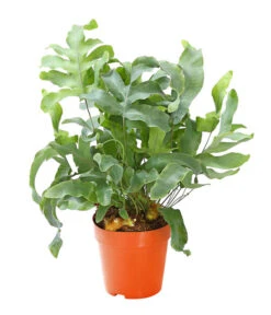 Farn-Set, Verschiedene Sorten, 3-teilig 10 Farn-Set, Verschiedene Sorten, 3-teilig -Deutschland Genussgarten Verkaufs-Shop 7978083 PR FS 003 Farn3erSetT12Dehner