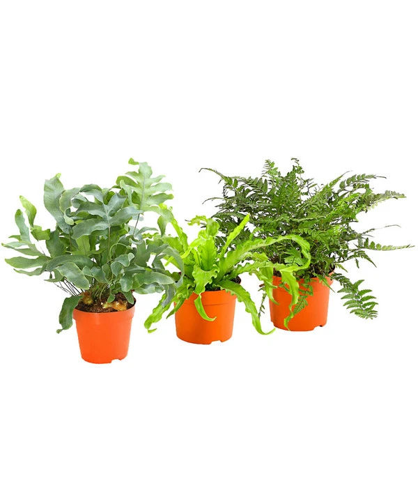 Farn-Set, Verschiedene Sorten, 3-teilig 1 Farn-Set, Verschiedene Sorten, 3-teilig