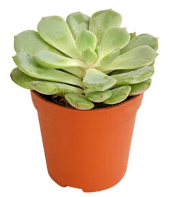 Echeverien-Set - Echeveria, Verschiedene Sorten -Deutschland Genussgarten Verkaufs-Shop 7978117 PR FS 002 EcheverieSukkulenten6erSetT6DehnerExpressHerzig