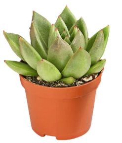 Echeverien-Set - Echeveria, Verschiedene Sorten -Deutschland Genussgarten Verkaufs-Shop 7978117 PR FS 003 EcheverieSukkulenten6erSetT6DehnerExpressHerzig