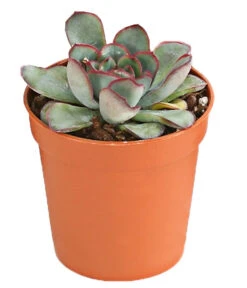 Echeverien-Set - Echeveria, Verschiedene Sorten -Deutschland Genussgarten Verkaufs-Shop 7978117 PR FS 004 EcheverieSukkulenten6erSetT6DehnerExpressHerzig