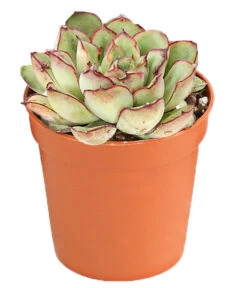 Echeverien-Set - Echeveria, Verschiedene Sorten -Deutschland Genussgarten Verkaufs-Shop 7978117 PR FS 005 EcheverieSukkulenten6erSetT6DehnerExpressHerzig