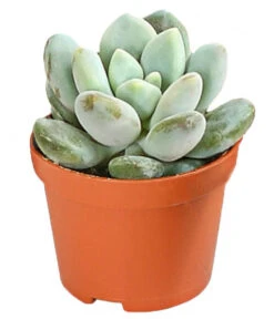 Echeverien-Set - Echeveria, Verschiedene Sorten -Deutschland Genussgarten Verkaufs-Shop 7978117 PR FS 006 EcheverieSukkulenten6erSetT6DehnerExpressHerzig