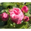 Noblesse® Spray-Rose 'Playful Rokoko®'