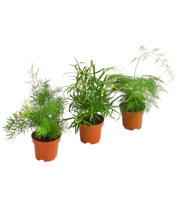 Zierspargel-Set - Asparagus, Verschiedene Sorten, 3-teilig 1 Zierspargel-Set - Asparagus, Verschiedene Sorten, 3-teilig
