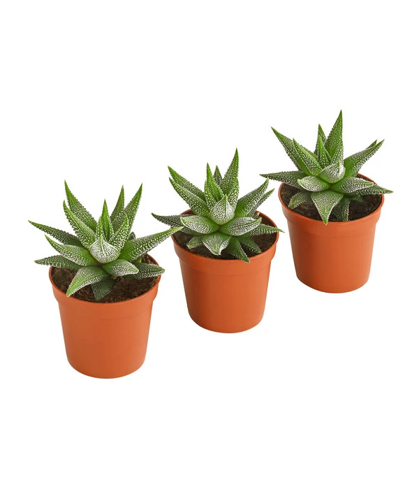 Haworthia - Haworthie Fasciata, 3er-Set 1 Haworthia - Haworthie Fasciata, 3er-Set