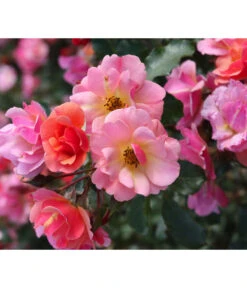 Bodendeckerrose 'Jazz®'