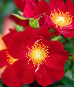 Beetrose 'Bienenweide®', Rot 5 Beetrose 'Bienenweide®', Rot -Deutschland Genussgarten Verkaufs-Shop 7988488 PR DE 001 RoseBienenweideRotTantau