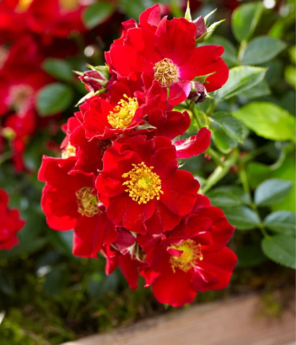 Beetrose 'Bienenweide®', Rot 2 Beetrose 'Bienenweide®', Rot – Bild 2