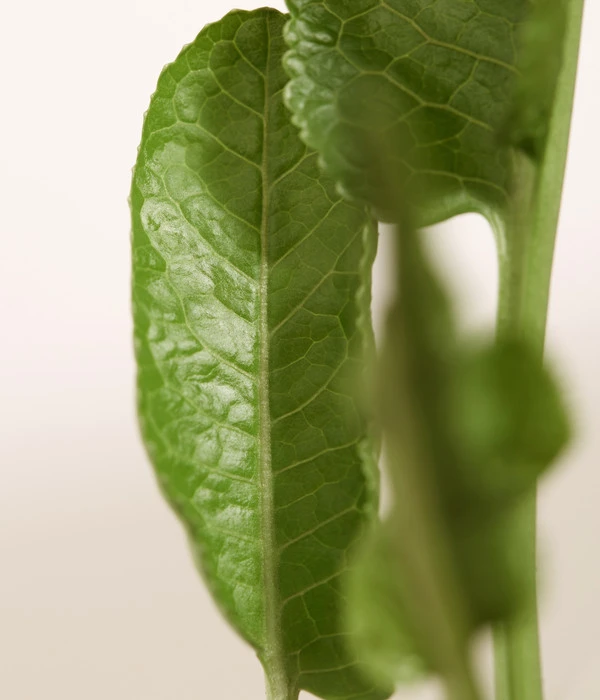 Meerrettich 4 Meerrettich – Bild 4