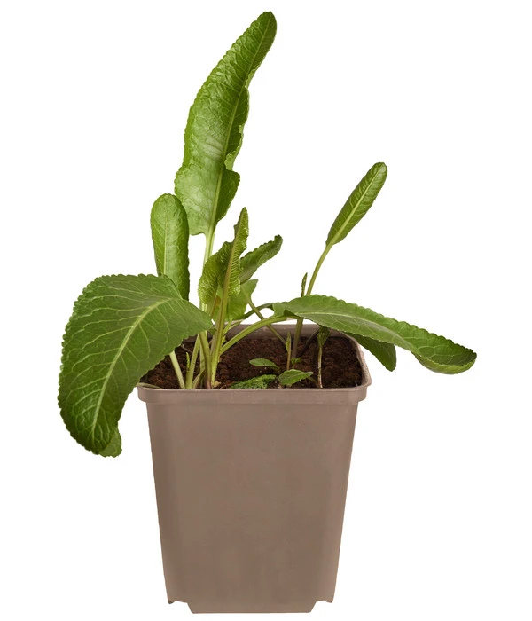 Meerrettich 1 Meerrettich