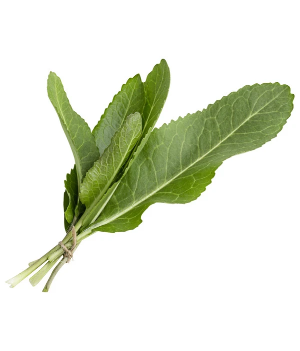 Meerrettich 2 Meerrettich – Bild 2