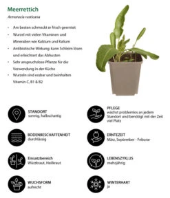 Meerrettich 6 Meerrettich -Deutschland Genussgarten Verkaufs-Shop 8001000 WE IG 001 Meerrettich