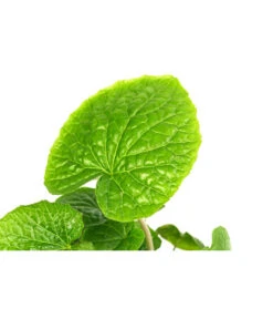 Wasabi 15 Wasabi -Deutschland Genussgarten Verkaufs-Shop 8001513 WE DE 001 WasabiT9