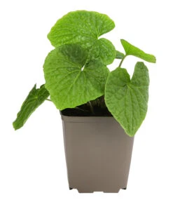 Deutschland Genussgarten Verkaufs-Shop 15 Wasabi