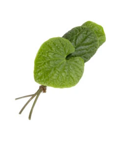 Deutschland Genussgarten Verkaufs-Shop -Deutschland Genussgarten Verkaufs-Shop 8001513 WE FS 002 WasabiKraeuterbund